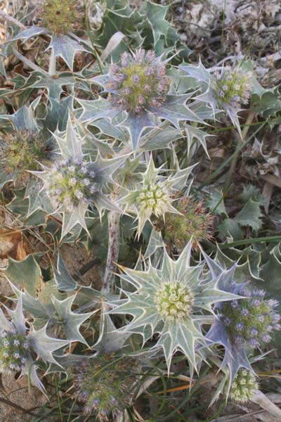 Eryngium Maritimum, Flora Di Sardegna